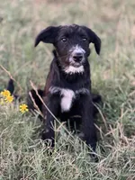 Ted, a male Bordoodle for sale in Atoka, OK – 2 of 4