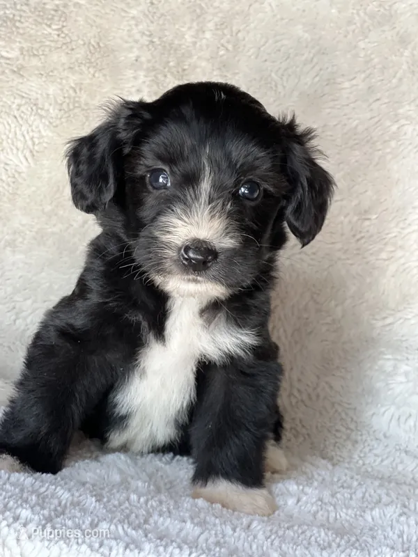 Jake – Miniature Aussiedoodle puppy for sale in Atoka, OK