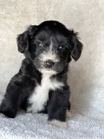Jake, a male Miniature Aussiedoodle and Miniature Labradoodle for sale in Atoka, OK – 2 of 7