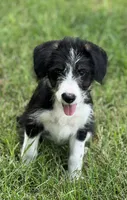 Marley, a female Bordoodle for sale in Atoka, OK – 2 of 3