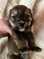 Rollo, a male Miniature Aussiedoodle for sale in Atoka, OK – 3 of 4