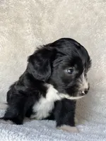 Jake, a male Miniature Aussiedoodle and Miniature Labradoodle for sale in Atoka, OK – 4 of 7