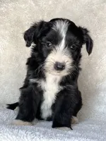 Blaze, a male Miniature Aussiedoodle for sale in Atoka, OK – 5 of 8