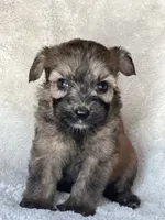 Bailey, a female Miniature Aussiedoodle for sale in Atoka, OK – 3 of 7