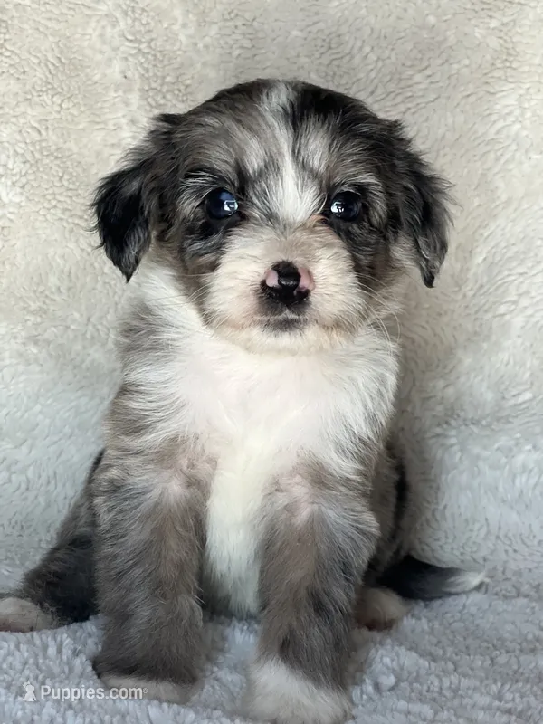 Blitz – Miniature Aussiedoodle puppy for sale in Atoka, OK