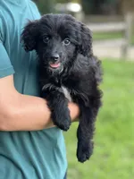 Shiloh, a female Miniature Labradoodle for sale in Atoka, OK – 2 of 2