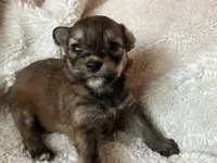 Rollo, a male Miniature Aussiedoodle for sale in Atoka, OK – 4 of 4
