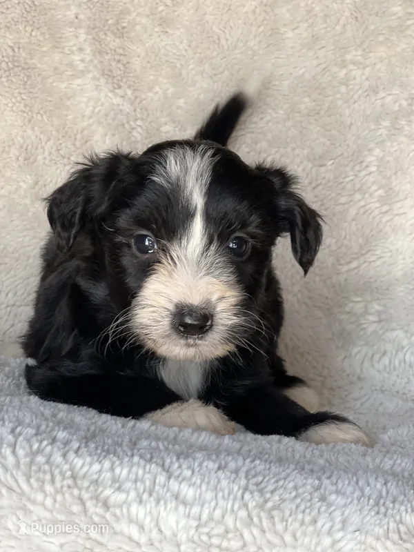 Blaze – Miniature Aussiedoodle puppy for sale in Atoka, OK