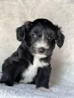 Jake, a male Miniature Aussiedoodle and Miniature Labradoodle for sale in Atoka, OK – 3 of 7