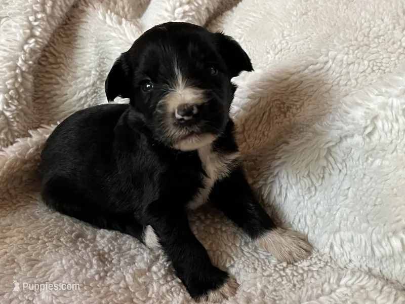 Jake – Miniature Aussiedoodle puppy for sale in Atoka, OK