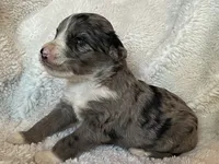 Blitz, a male Miniature Aussiedoodle for sale in Atoka, OK – 3 of 3