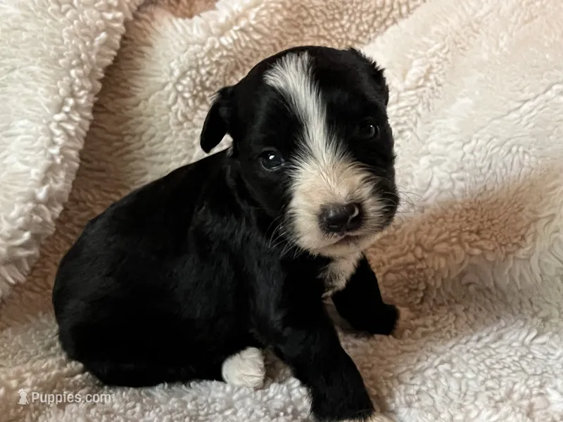 Blaze – Miniature Aussiedoodle puppy for sale in Atoka, OK