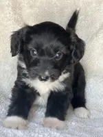 Oreo, a female Miniature Aussiedoodle and Miniature Labradoodle for sale in Atoka, OK – 4 of 9