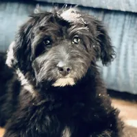 Jack, a male Miniature Aussiedoodle for sale in Atoka, OK – Photo 1 of 2