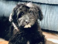 Jack, a male Miniature Aussiedoodle for sale in Atoka, OK – Photo 1 of 2