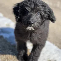 Jack, a male Miniature Aussiedoodle for sale in Atoka, OK – Photo 2 of 2