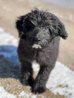 Jack, a male Miniature Aussiedoodle for sale in Atoka, OK – Photo 2 of 2
