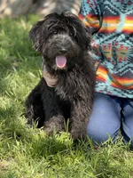 Jack, a male Miniature Aussiedoodle for sale in Atoka, OK – Photo 2 of 4