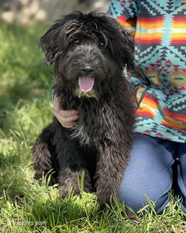 Jack – Miniature Aussiedoodle puppy for sale in Atoka, OK