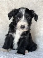 Blaze, a male Miniature Aussiedoodle for sale in Atoka, OK – 4 of 8
