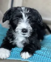 Blaze, a male Miniature Aussiedoodle for sale in Atoka, OK – 2 of 8