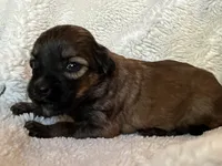 Blondie, a female Miniature Aussiedoodle for sale in Atoka, OK – 4 of 4