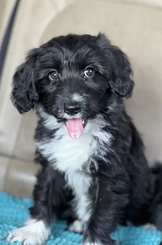 Oreo – Miniature Aussiedoodle puppy for sale in Atoka, OK