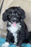 Oreo, a female Miniature Aussiedoodle and Miniature Labradoodle for sale in Atoka, OK – 1 of 9
