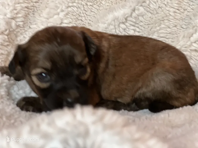 Blondie – Miniature Aussiedoodle puppy for sale in Atoka, OK