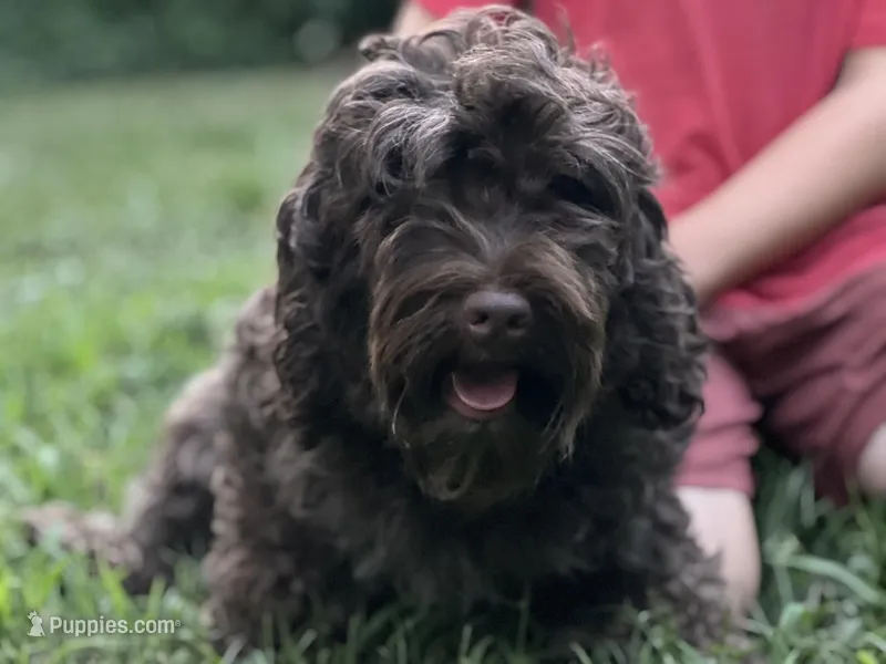 Phantom – Miniature Labradoodle puppy for sale in Atoka, OK
