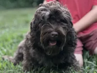 Phantom, a female Miniature Labradoodle for sale in Atoka, OK – 1 of 1