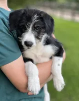 Marley, a female Bordoodle for sale in Atoka, OK – 3 of 3