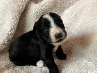 Blaze, a male Miniature Aussiedoodle for sale in Atoka, OK – 2 of 3