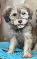 Rollo, a male Miniature Aussiedoodle and Miniature Labradoodle for sale in Atoka, OK – 1 of 9