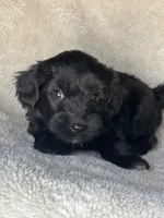 Jet, a male Miniature Aussiedoodle and Miniature Labradoodle for sale in Atoka, OK – 4 of 6