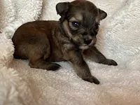 Rollo, a male Miniature Aussiedoodle for sale in Atoka, OK – 2 of 4
