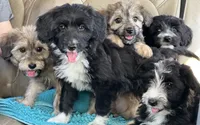 Rollo, a male Miniature Aussiedoodle and Miniature Labradoodle for sale in Atoka, OK – 2 of 9