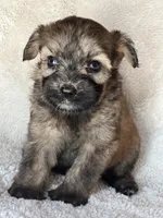 Bailey, a female Miniature Aussiedoodle for sale in Atoka, OK – 2 of 7