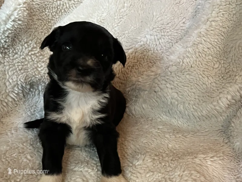 Oreo – Miniature Aussiedoodle puppy for sale in Atoka, OK