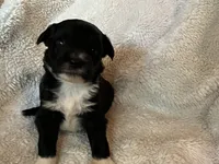 Oreo, a female Miniature Aussiedoodle for sale in Atoka, OK – 1 of 3