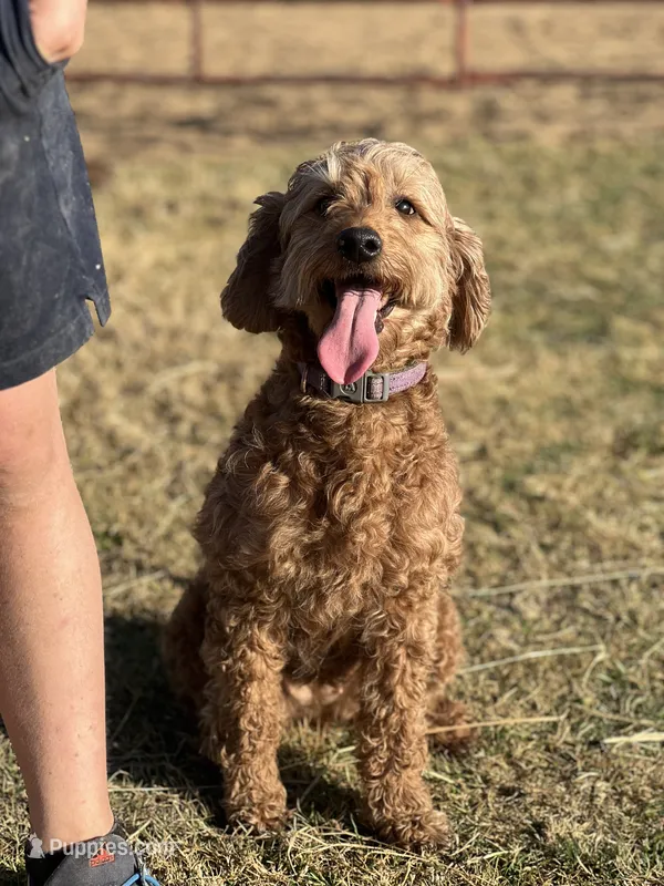 Emma – Miniature Labradoodle puppy for sale in Atoka, OK