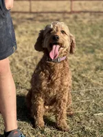 Emma, a female Miniature Labradoodle for sale in Atoka, OK – 1 of 3
