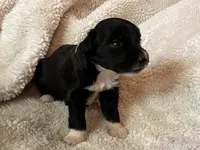 Oreo, a female Miniature Aussiedoodle for sale in Atoka, OK – 2 of 3