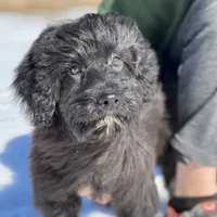 Jacob, a male Miniature Aussiedoodle for sale in Atoka, OK – Photo 3 of 3