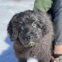 Jacob, a male Miniature Aussiedoodle for sale in Atoka, OK – Photo 2 of 3