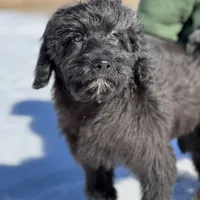 Jacob, a male Miniature Aussiedoodle for sale in Atoka, OK – Photo 1 of 3