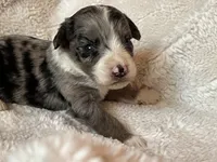 Blitz, a male Miniature Aussiedoodle for sale in Atoka, OK – 2 of 3