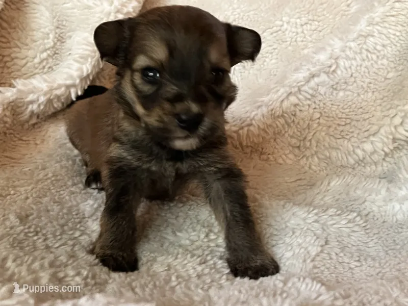 Rollo – Miniature Aussiedoodle puppy for sale in Atoka, OK