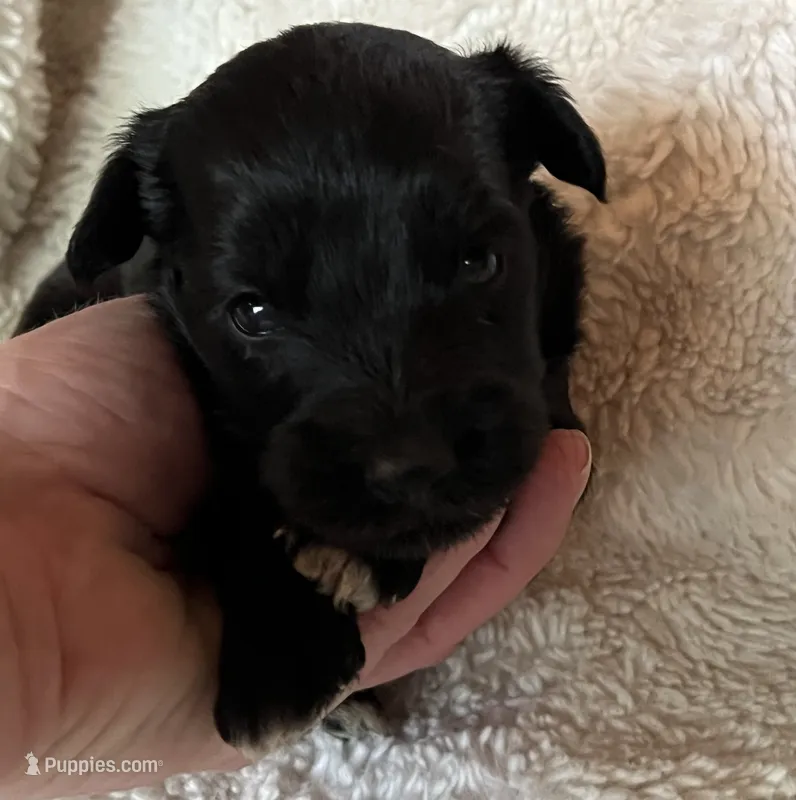 Jet – Miniature Aussiedoodle puppy for sale in Atoka, OK