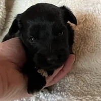 Jet, a male Miniature Aussiedoodle for sale in Atoka, OK – 1 of 2